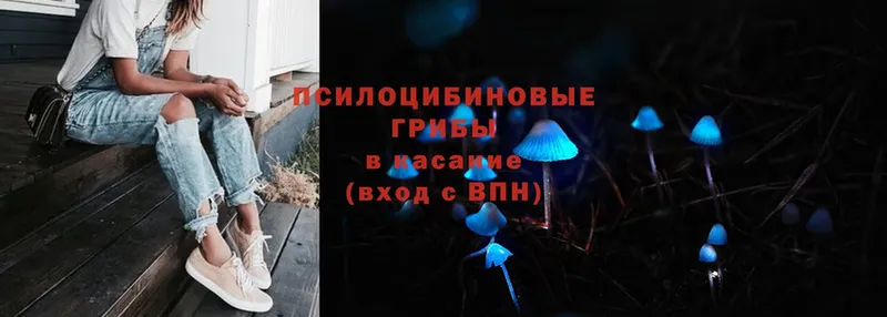 blacksprut tor  Кувандык  Галлюциногенные грибы Psilocybe 